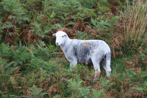 Cumbria Sheep