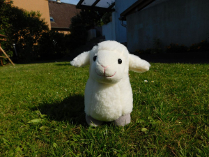 Ein dickes walisisches Schaf hatte sich vor meiner Abreise ins Auto geschlichen. Nun wohnt es in unserem Garten.