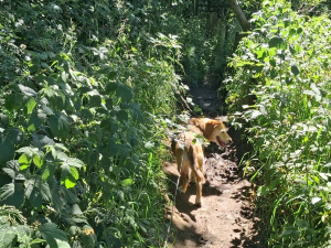 Duna im Dschungel