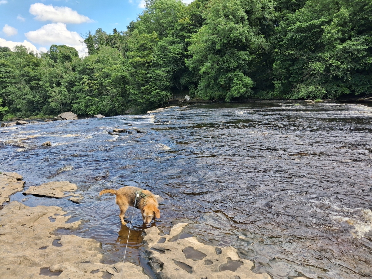 Aysgarth Falls