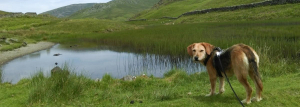 Duna at Alcock Tarn