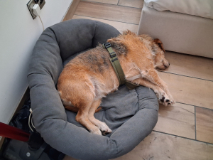 Hund geschafft